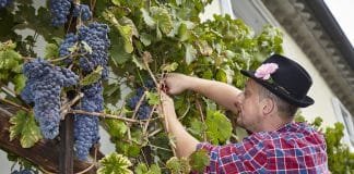 Stara Trta – Stará réva