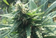 Vinaři z Oregonu pěstují marihuanu