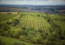 Kam za vínem v následujícím týdnu