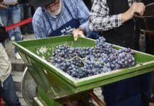 Vinařské akce do konce prázdnin