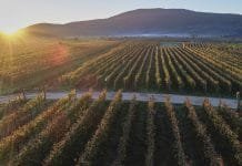 Vrbnička Žlachtina, nevíte co to je?