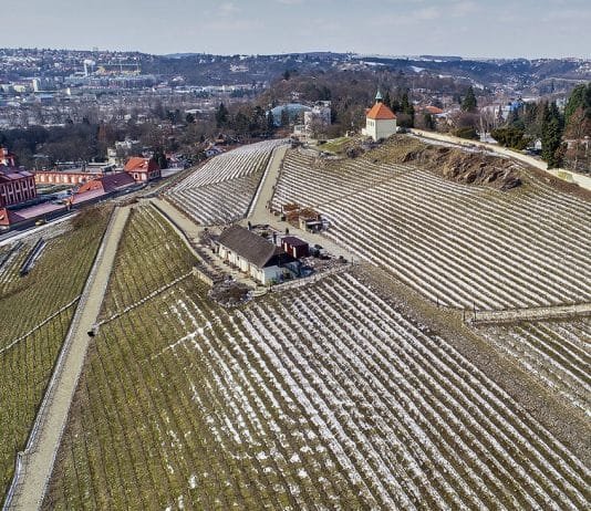 Vinice Svatá Klára