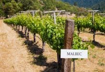 Temné kouzlo Malbecu