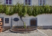 Nejstarší réva na světě, má novou sousedku