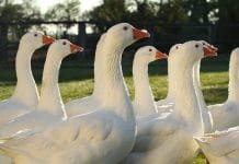 Za husami, vínem i léčivou vodou. Burgenland láká na výlety i chutě