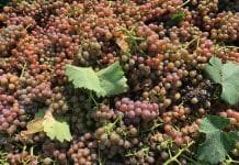 KDY ZAČÍT SE SBĚREM HROZNŮ? VINAŘŮM NAPOVÍ PŘEDSBĚROVÉ ANALÝZY