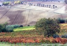 Montefalco Sagratino DOCG. Podzimní výlet za skrytou perlou Umbrie