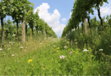 Léto ve vinici. Když je bio nejen víno