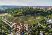 Ryzlink rýnský z Mělníka. Šampion ze Školního statku míří do finále Národní soutěže jako nejlepší víno z Čech