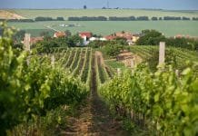 VINOZOOM Vinařství roku 2022 už zná své finalisty