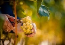 Alto Adige 2022: Mimořádný ročník, jedinečná vína