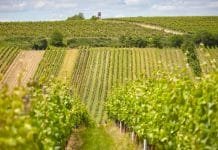 Vydařený vinařský závěr roku. Bodovaly Znovín Znojmo, Habánské sklepy, Vinné sklepy Skalák i Bohemia Sekt