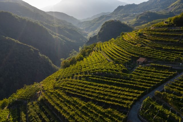 Tento obrázek nemá vyplněný atribut alt; název souboru je vigneti-in-val-di-cembra-foto-adam-barker.jpeg.