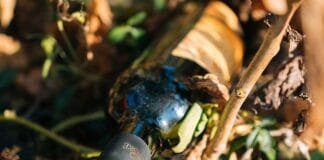 Svěží a ovocitá, z vyzrálých hroznů. Taková jsou Svatomartinská vína 2023. Jejich čas přichází První vína 2023