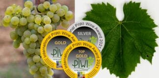 SAPHIRA z Moravy královnou PIWI odrůd. Nejen odolná, ale i nejkrásnější