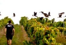 Dny protinožců opět v Černé labuti. Svátek australských a novozélandských vín již potřetí vinohrad Austrálie