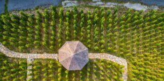 Pražské vinice zrodily novou tradici. Víkendové „otevřené sklepy“ nabídnou ochutnávky, prohlídky i besedy vinice s altánem