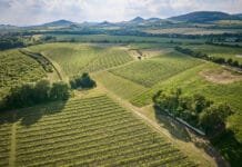 Nejlepší vína z Čech na Kavalírce. Z prvního kola Salonu vín 2025 do Prahy vinice oblasti Čechy