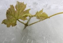 Křehkost planety i zranitelnost révy. Fotografická soutěž OIV zná vítěze