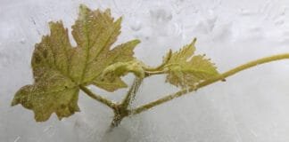 Křehkost planety i zranitelnost révy. Fotografická soutěž OIV zná vítěze