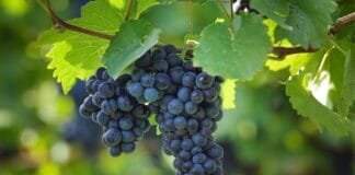 Pohár Karla IV. přináší příležitost pro nejlepší Rýňáky a Rulandské modré