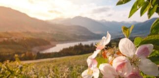 Rozkvetlými loukami i vinicemi za chutěmi i zážitky Trentina