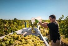 Slavnosti vinobraní, to je burčák, historické průvody i kroje. Ale i husičky či dýně