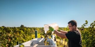 Slavnosti vinobraní, to je burčák, historické průvody i kroje. Ale i husičky či dýně