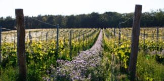 VINICE JAKO ŠPERK. Soutěž Vinařství roku 2025 ocení nově i péči o krajinu