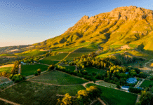 SVĚTOVÁ PRODUKCE VÍNA 2025 dle OIV mírně vzrostla. Podobu sklizně znovu ovlivnily klimatické výkyvy Jihoafrický region Stellenbosch a vinařská krajina kolem vinařství Thelema