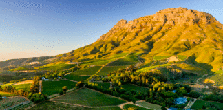 SVĚTOVÁ PRODUKCE VÍNA 2025 dle OIV mírně vzrostla. Podobu sklizně znovu ovlivnily klimatické výkyvy Jihoafrický region Stellenbosch a vinařská krajina kolem vinařství Thelema