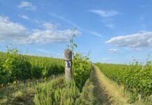 Šest adeptů na novou Cenu Vinatura. Vinařství roku 2025 ocení nejepší ekologické projekty