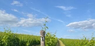 Šest adeptů na novou Cenu Vinatura. Vinařství roku 2025 ocení nejepší ekologické projekty