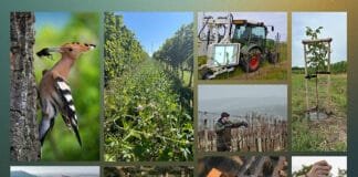 SILNÁ ŠESTKA. Vinařství roku 2025 jde do finále. Vítěze budeme znát v únoru